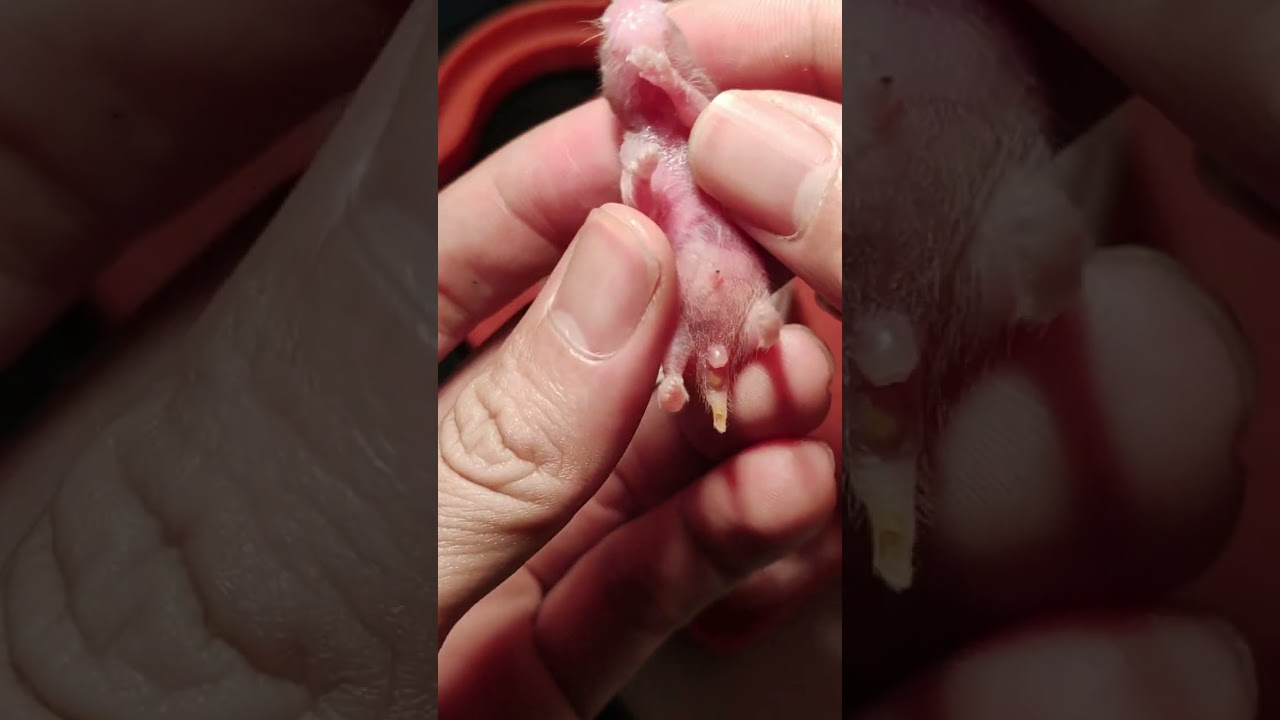 Cách nuôi hamster non bị mẹ bỏ