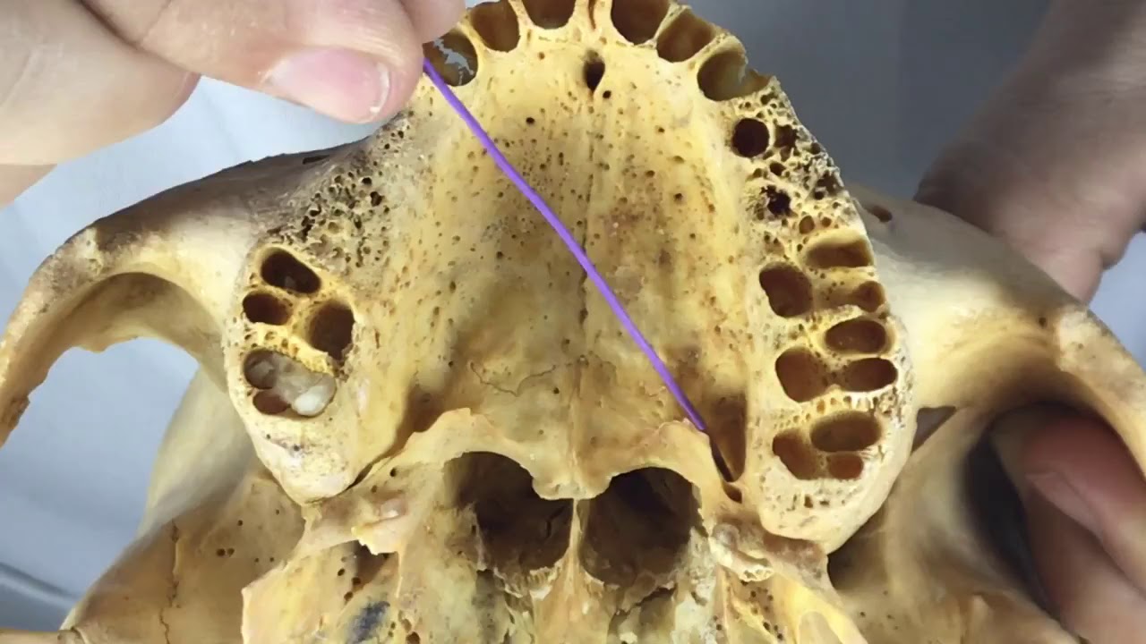 Video sobre MAXILA aula 02