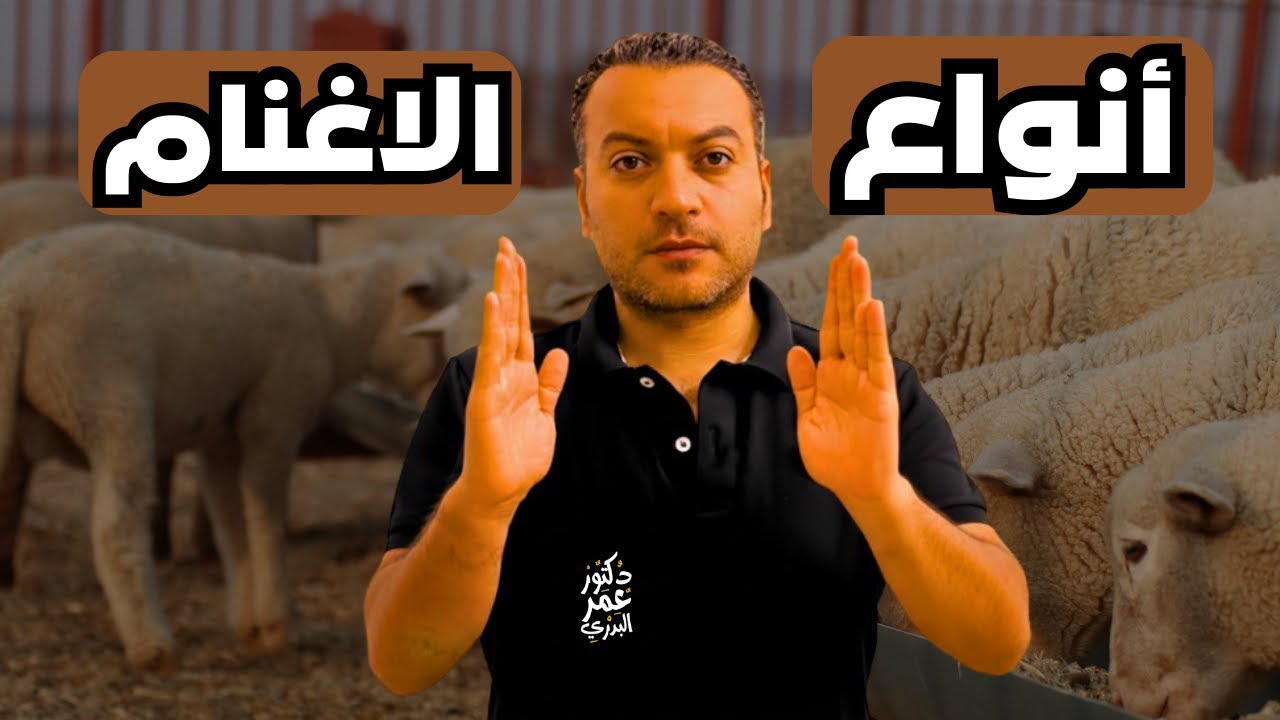 الاغنام الأفضل في التسمين والانتاج في 2026👌