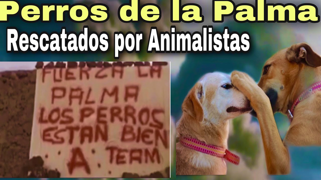Rescataron los Perros Atrapados por la Lava de la Palma &iexcl;Animalistas lo Rescataron!