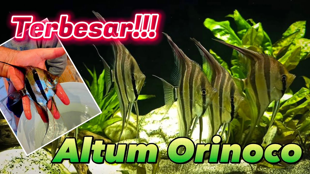Altum Orinoco Manfish TERBESAR dan TERMAHAL