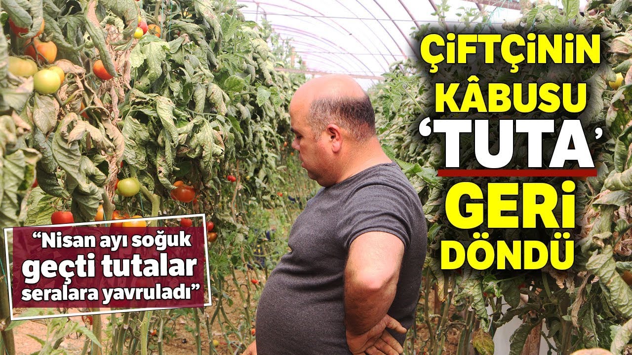 Nisan Ayının Soğuk Gitmesi ‘Tuta Absoluta’ Seraların İçerisine Çekti