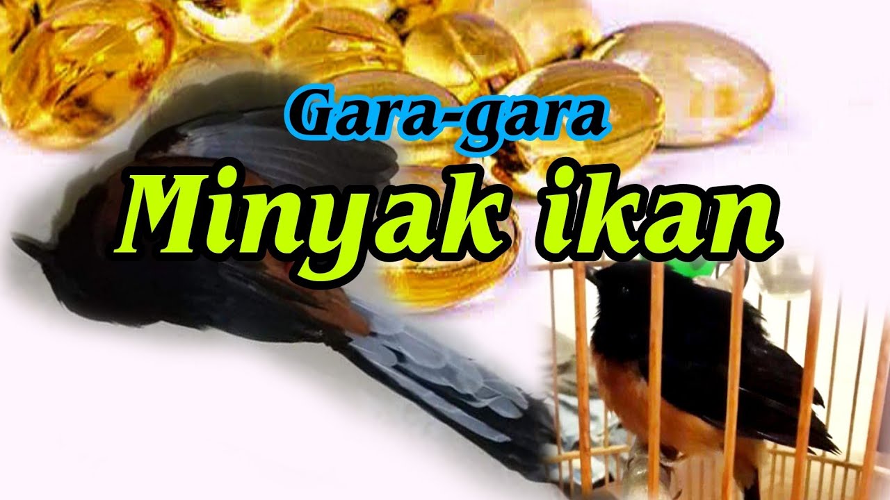 Memberikan minyak ikan pada burung murai batu, seminggu berapa kali?