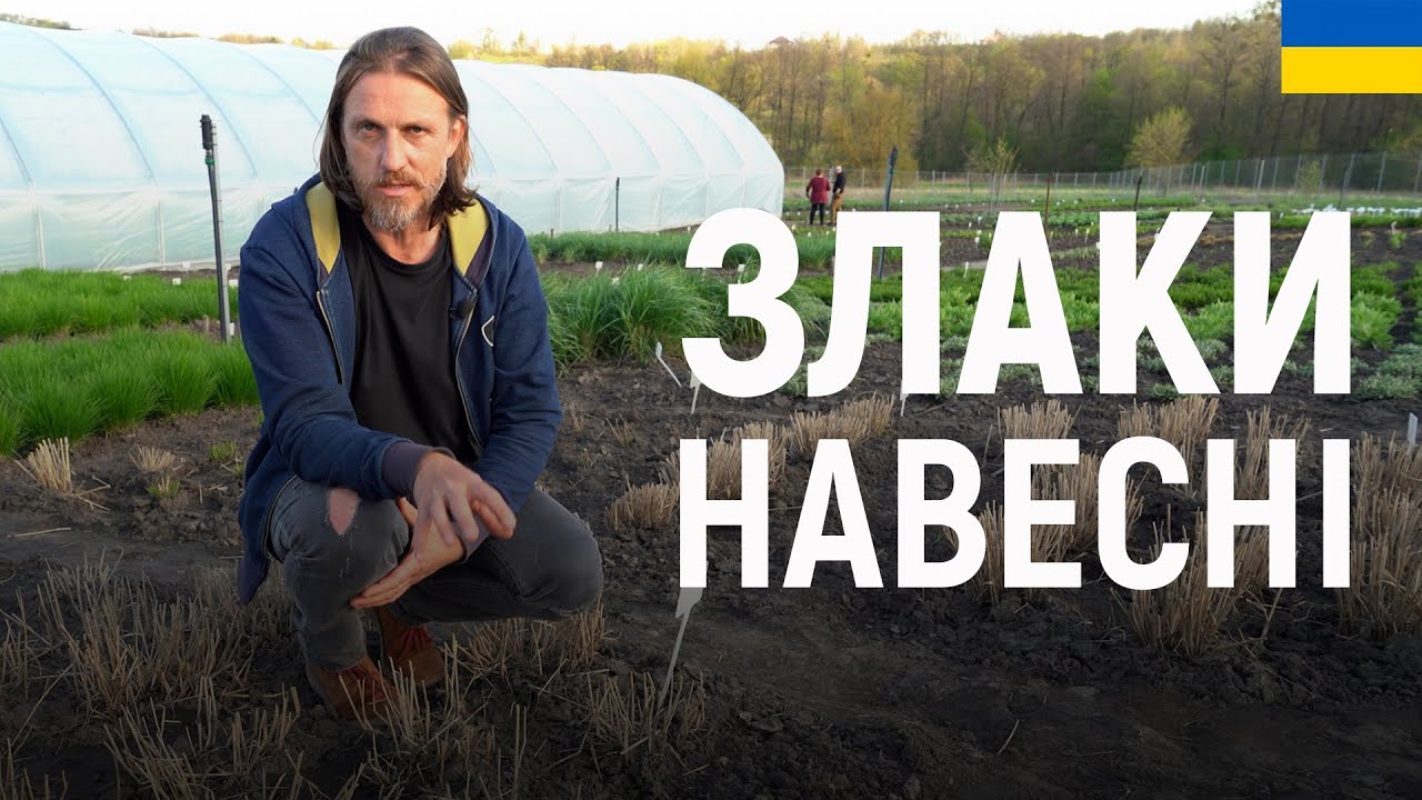 ЛАНДШАФТНИЙ ДИЗАЙН | ЗЛАКИ НАВЕСНІ