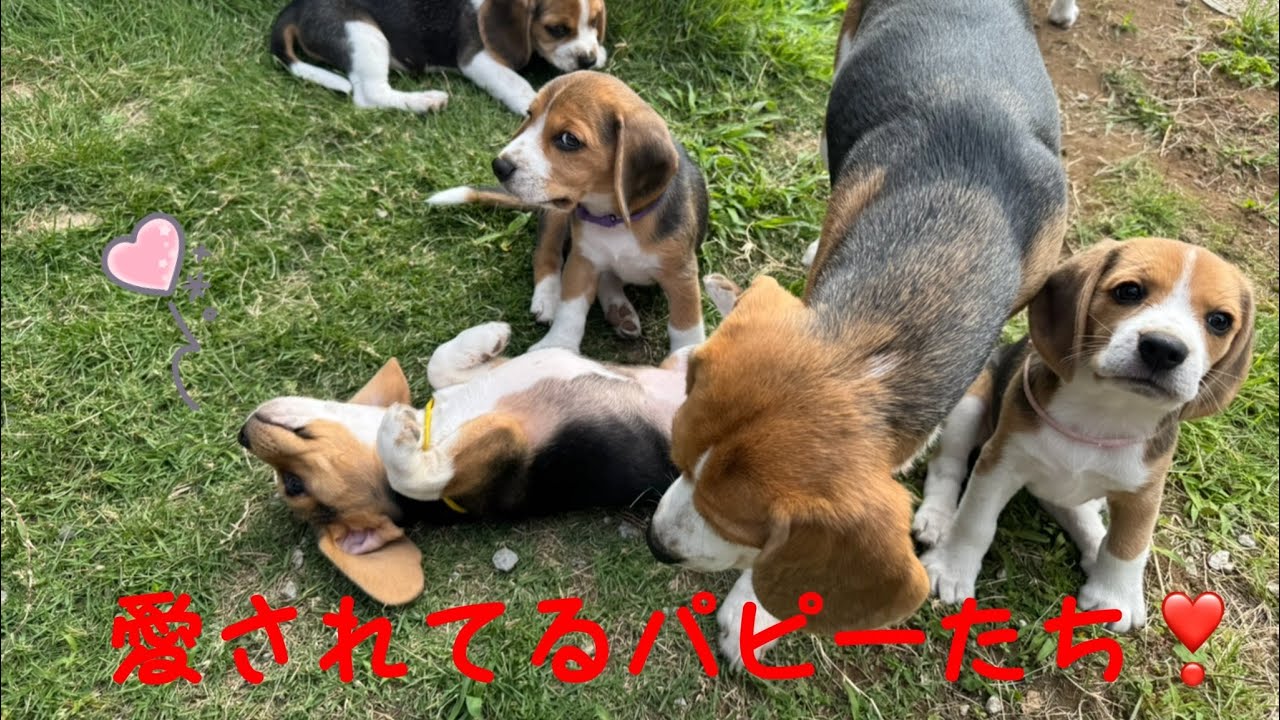 [ビーグル]皆んなに愛されながら成長中のパピーたち(ルビー)