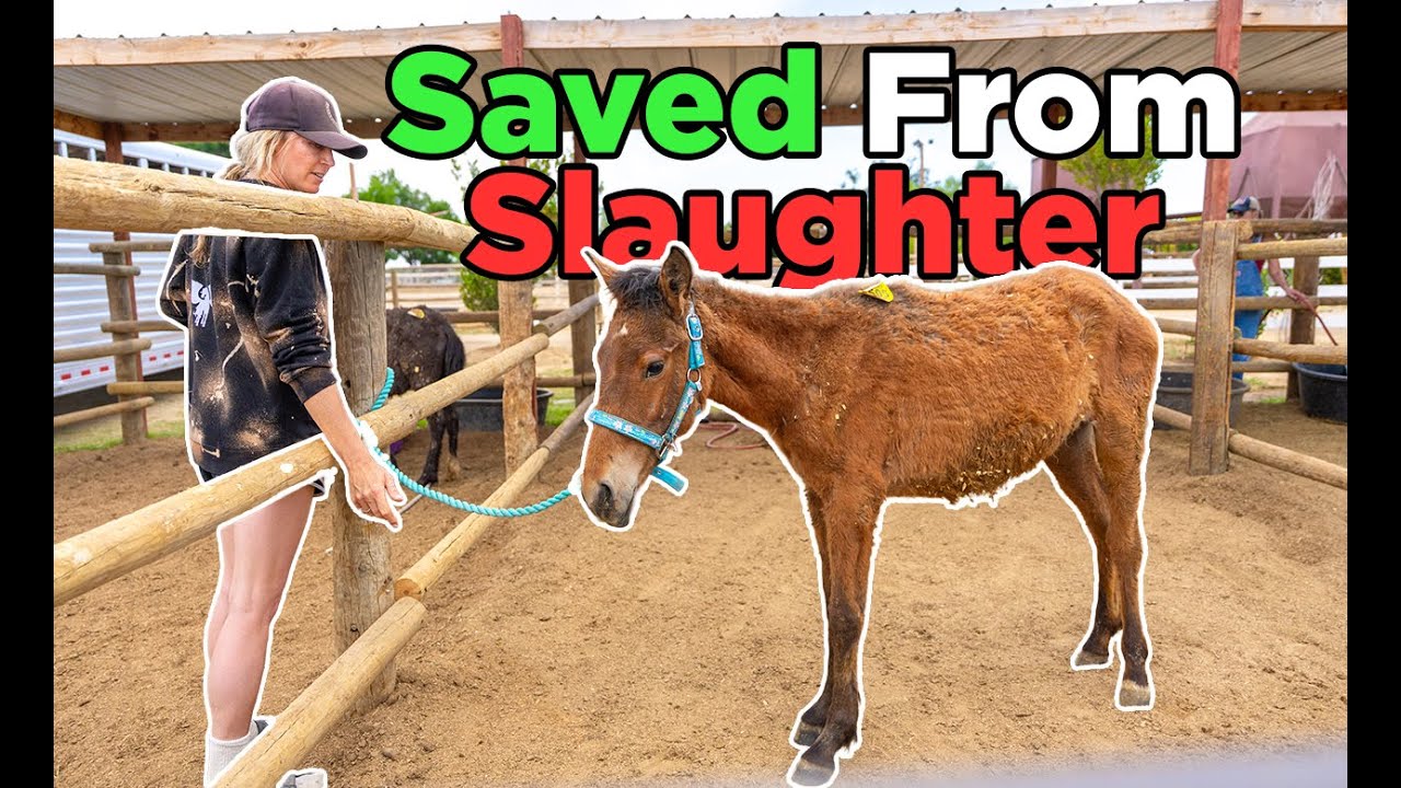 How we SAVED a Trailer FULL of Horses! (& How to Take care of them) | Ep. 50