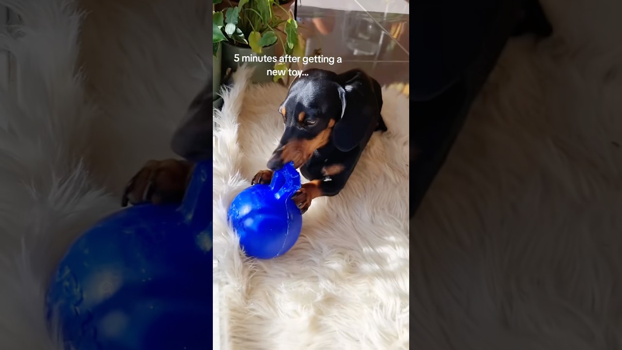 He is not, in fact a good dog 😂 #dachshund #puppy #cute #funny #sausagedog #puppies #wienerdog #fpy