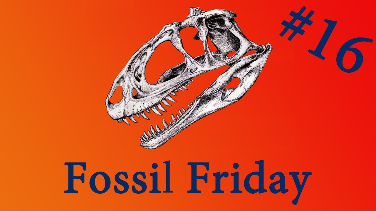 Fossil Friday - Centrosaurus - #FossilFriday