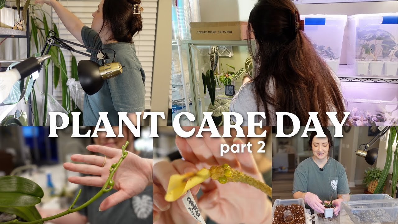 Plant Care Day Part 2 | Repots, Watering, Some Updates & Last Minute Prep 🌿