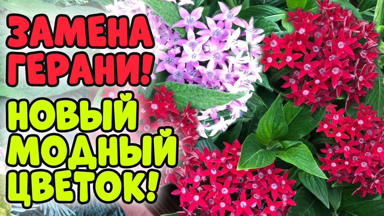 НОВЫЙ МОДНЫЙ ЦВЕТОК - ПЕНТАС!