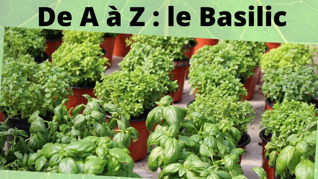 De A à Z : le basilic