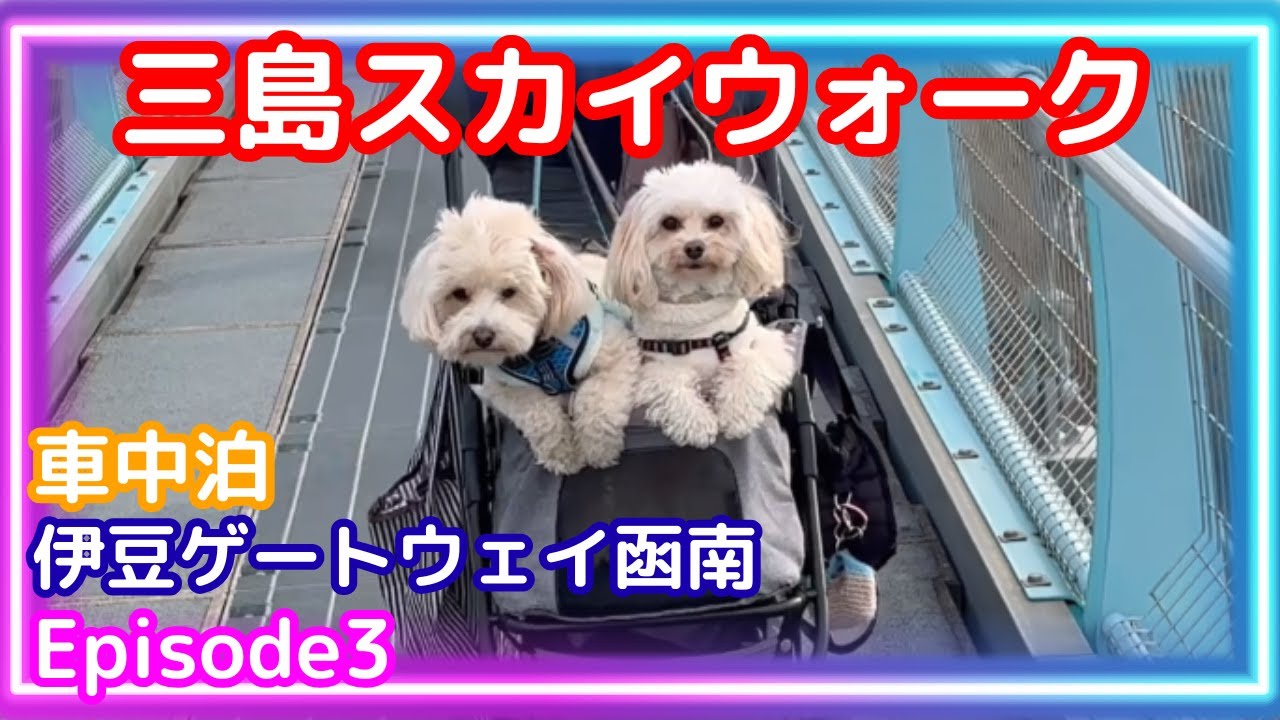 【犬と車中泊】絶景と恐怖が入り交じる三島スカイウォーク