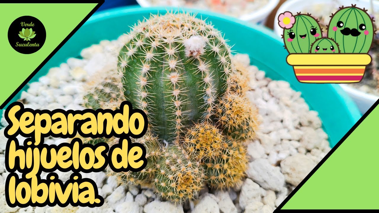 Consejos para separar los hijuelos de tus cactus.