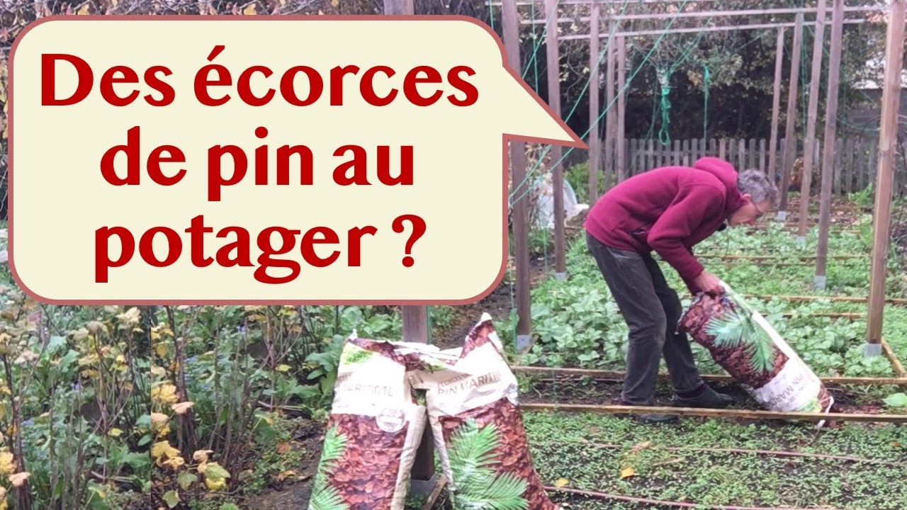 Les aiguilles de pin et les écorces sont-elles acidifiantes ?