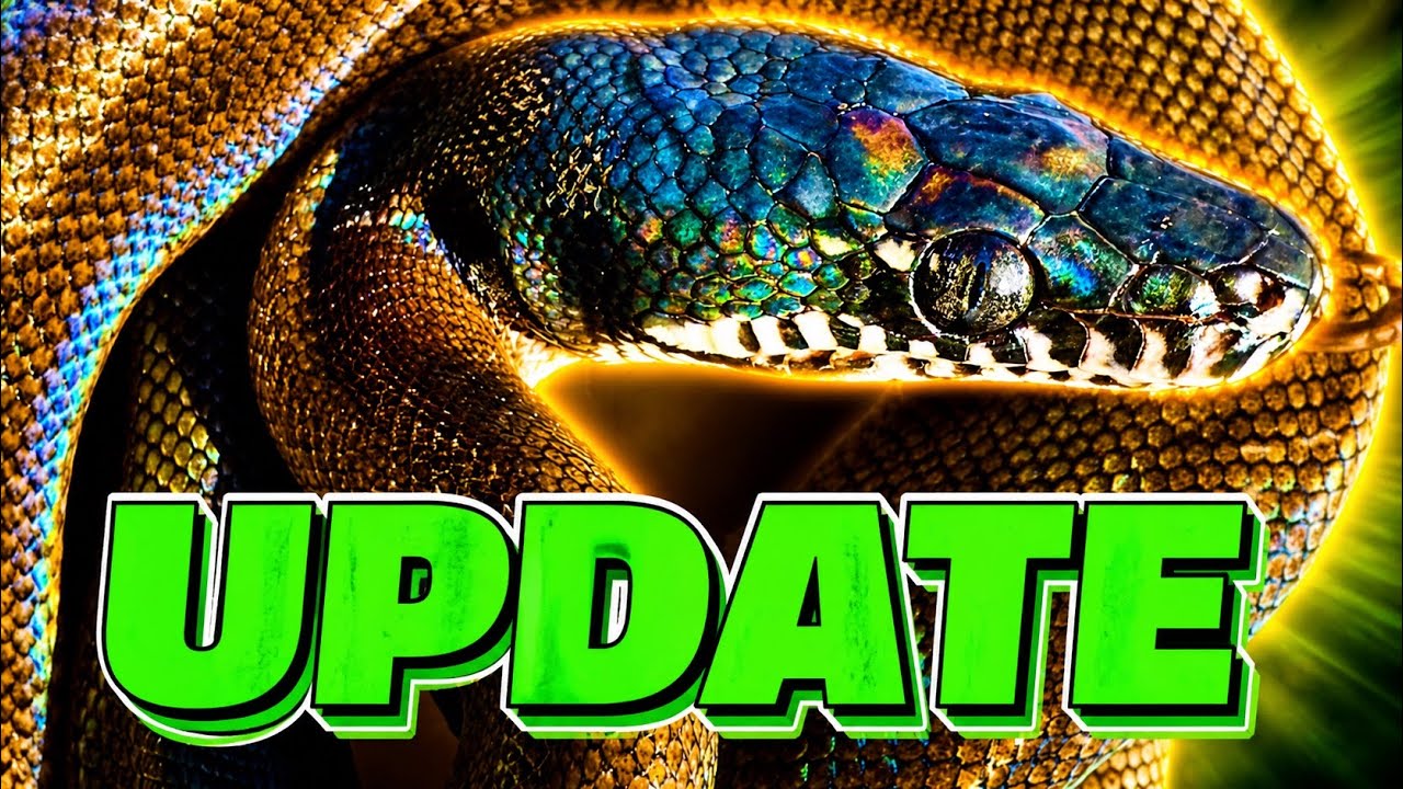 Nouvelles des b&eacute;b&eacute;s pythons &agrave; l&egrave;vres blanches du Nord ‼️