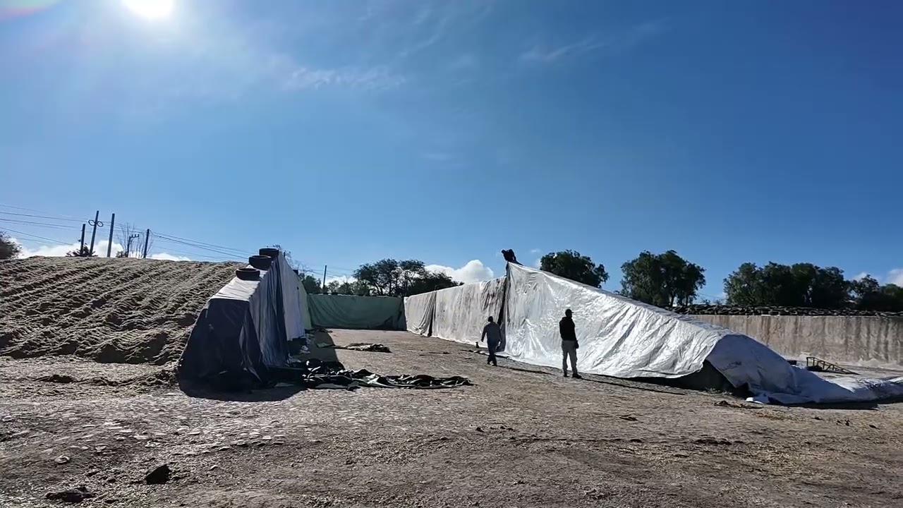 Ensilaje de Maiz 3a Parte