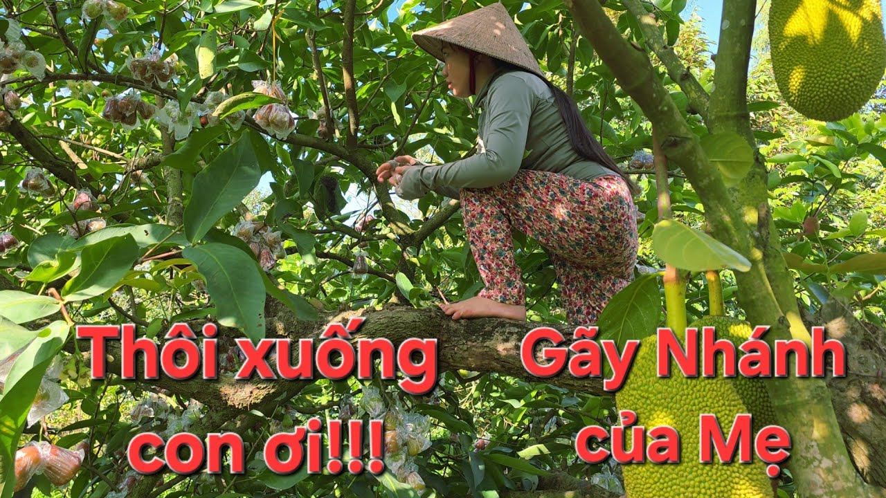 Thu hoạch mận, mò tôm thưởng thức tôm luộc và lẩu mắm Miền Tây | Săn bắt SÓC TRĂNG |