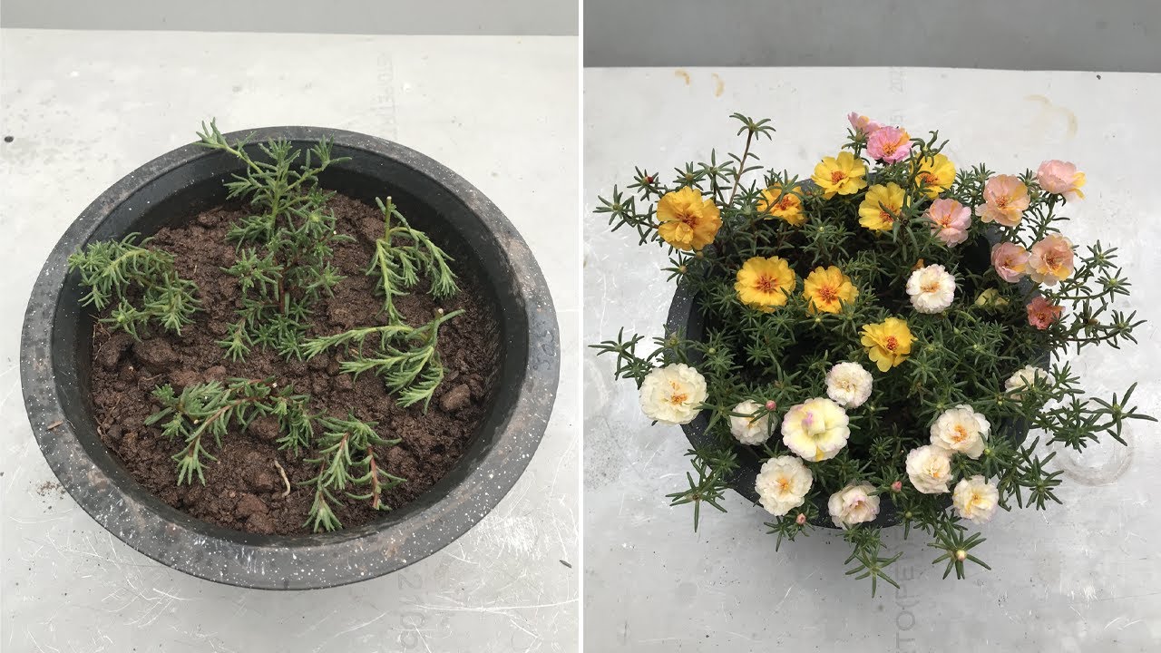 как размножить моховую розу черенками