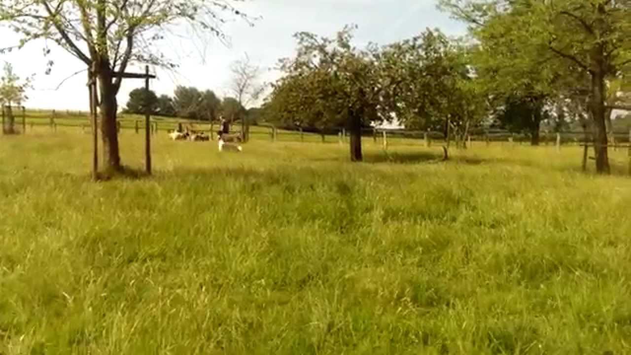 Bearded Collie Einstein h&uuml;tet fl&uuml;chtige Pommersche Landschafe