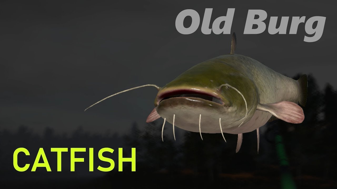Russian fishing 4 - Double Catfish/ Old Burg Lake
