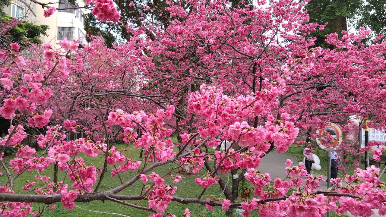 莒光公園櫻花之美2024-02-24