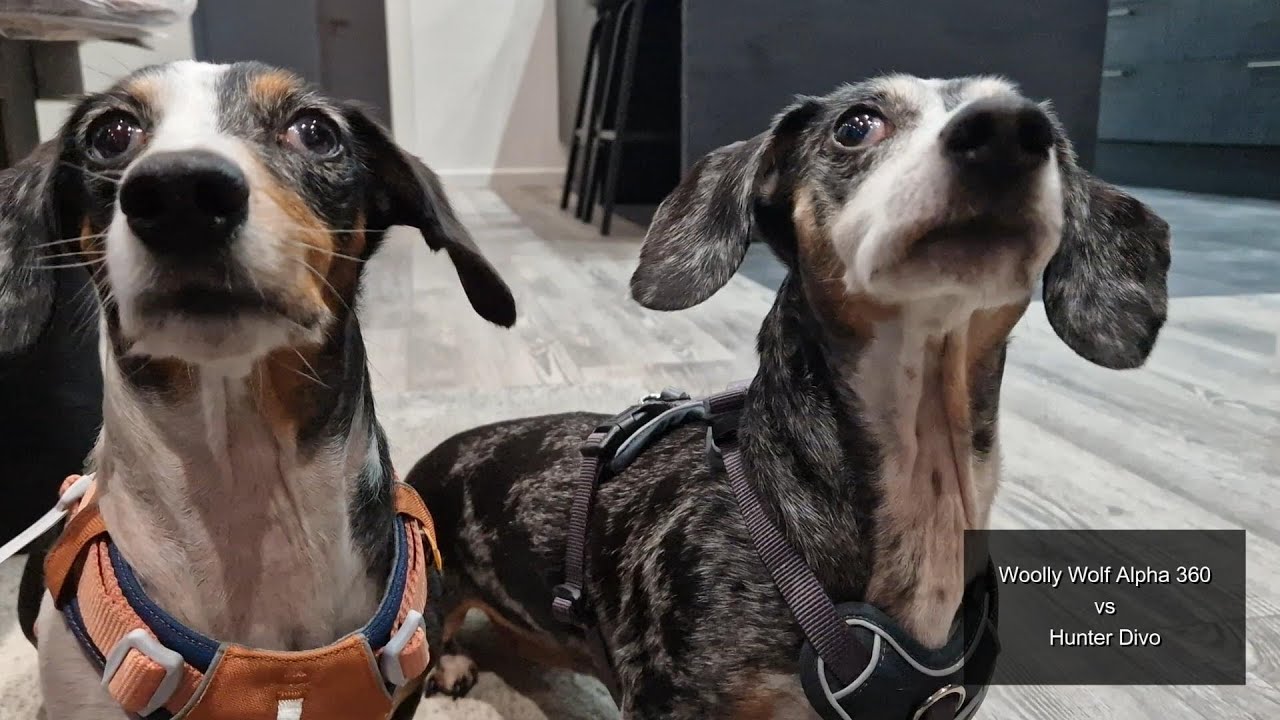 Teckel tuigjes - Woolly Wolf Alpha 360 & Hunter Divo