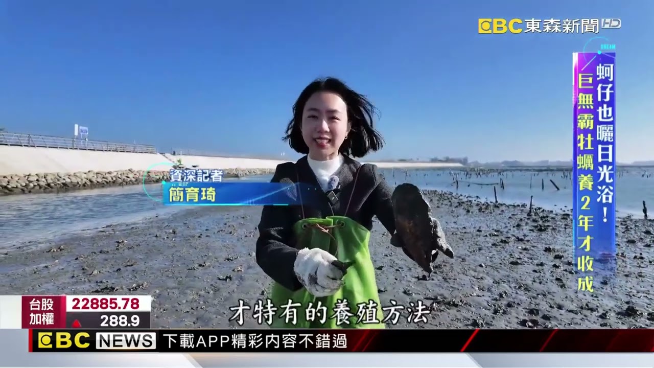 看過養在土裡的蚵仔？「牡蠣界LV」手掌大 身價貴20倍@newsebc