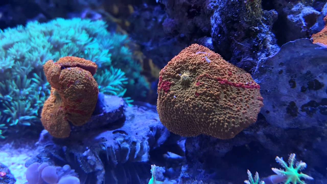 Jawbreaker / Tye Dye mushroom coral & WWC Bounce