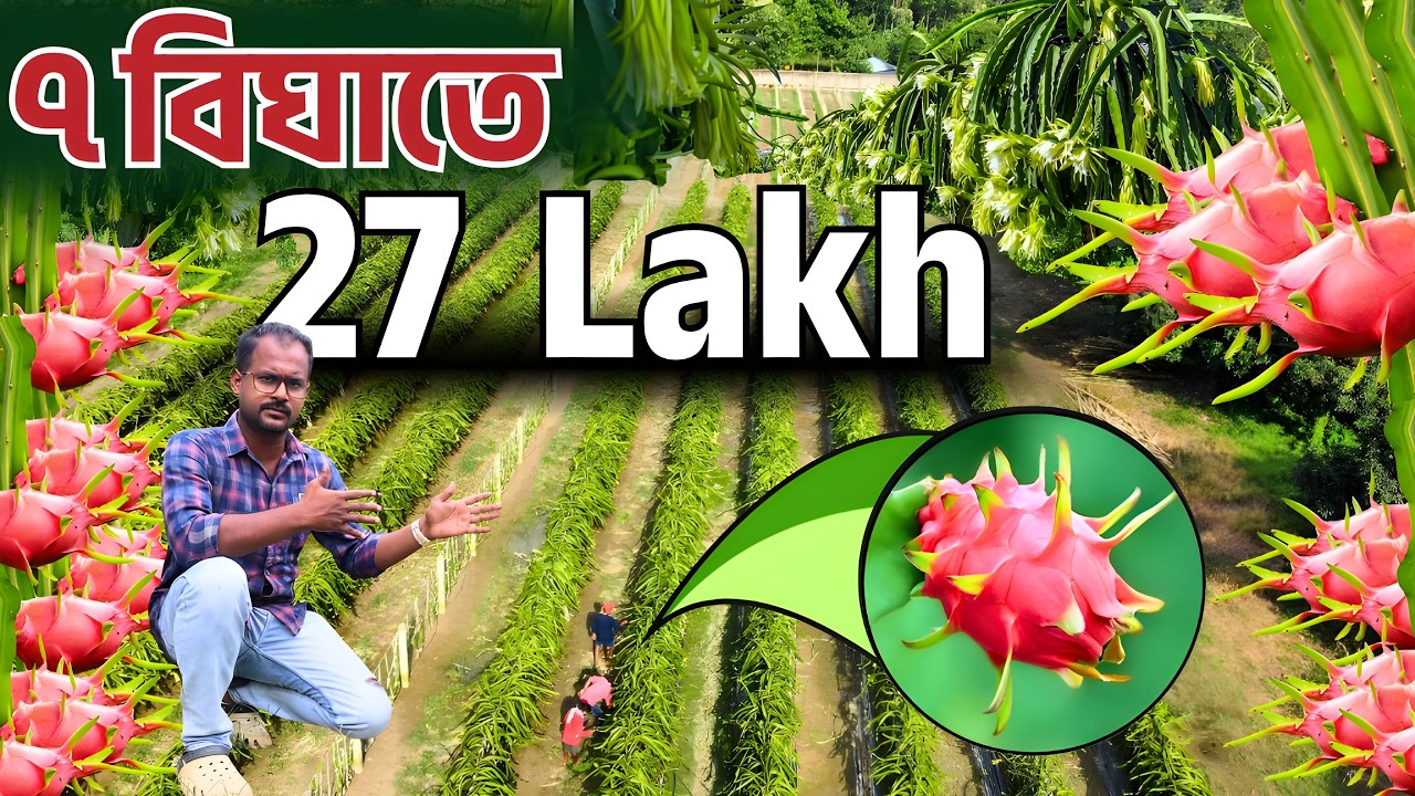 পশ্চিমবঙ্গে ড্রাগন ফল চাষে চমক!  বিঘায় লক্ষ টাকার আয় | Dragon Fruit Farming Success
