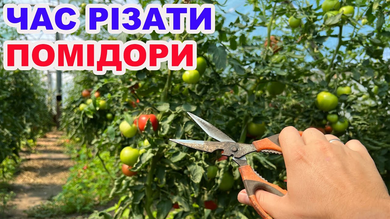 Від цього помідори швидше достигають !