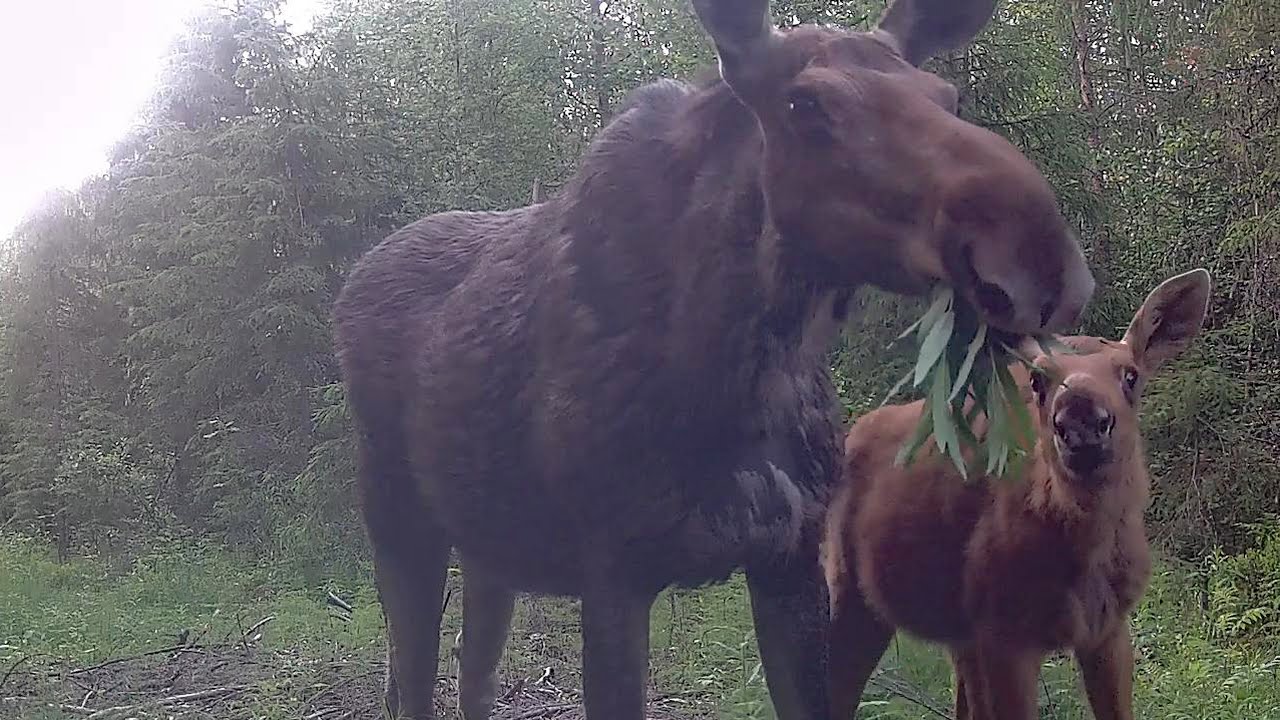 Hirven elämää -  Life of moose
