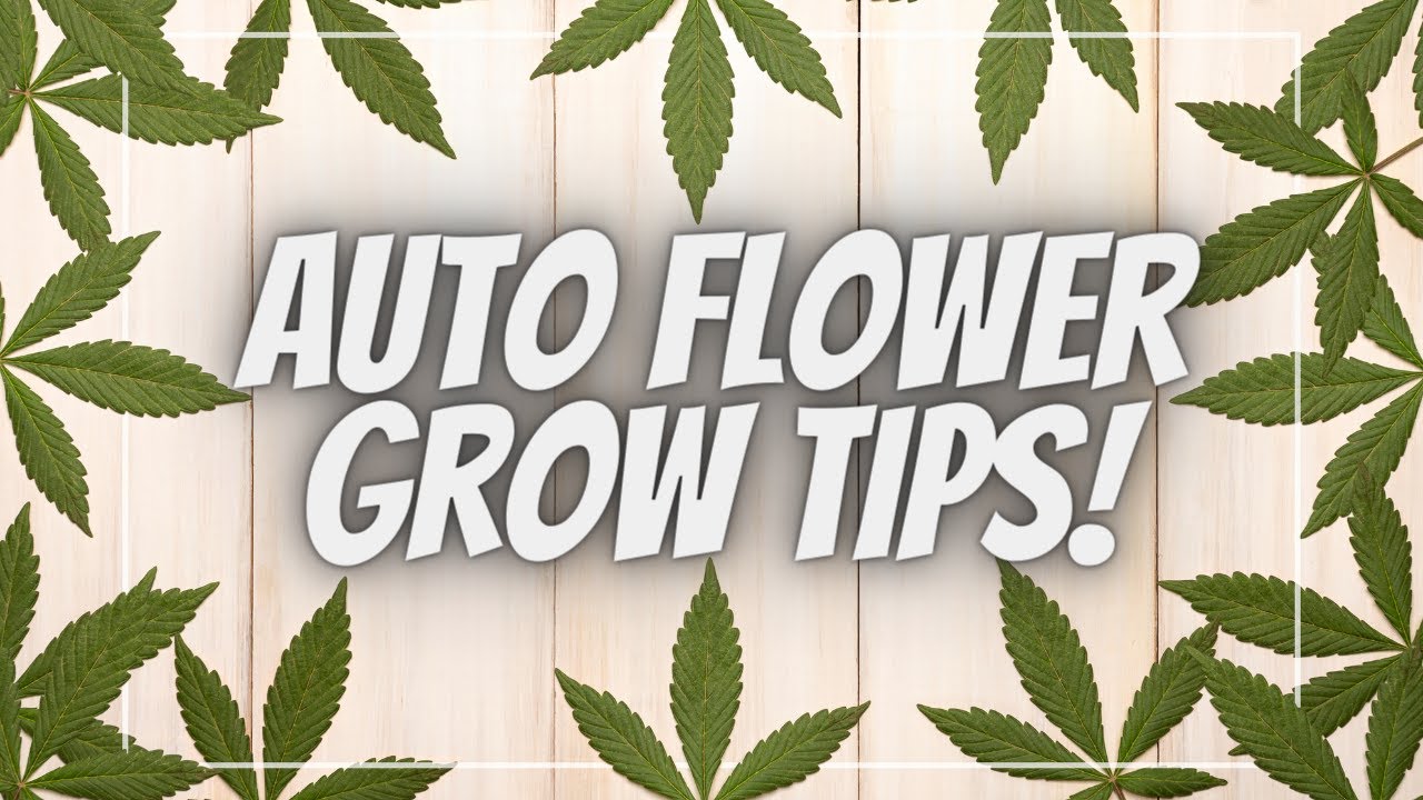 Grow Big, Smoke Big: Secrets to Massive Autoflower Cannabis Plants