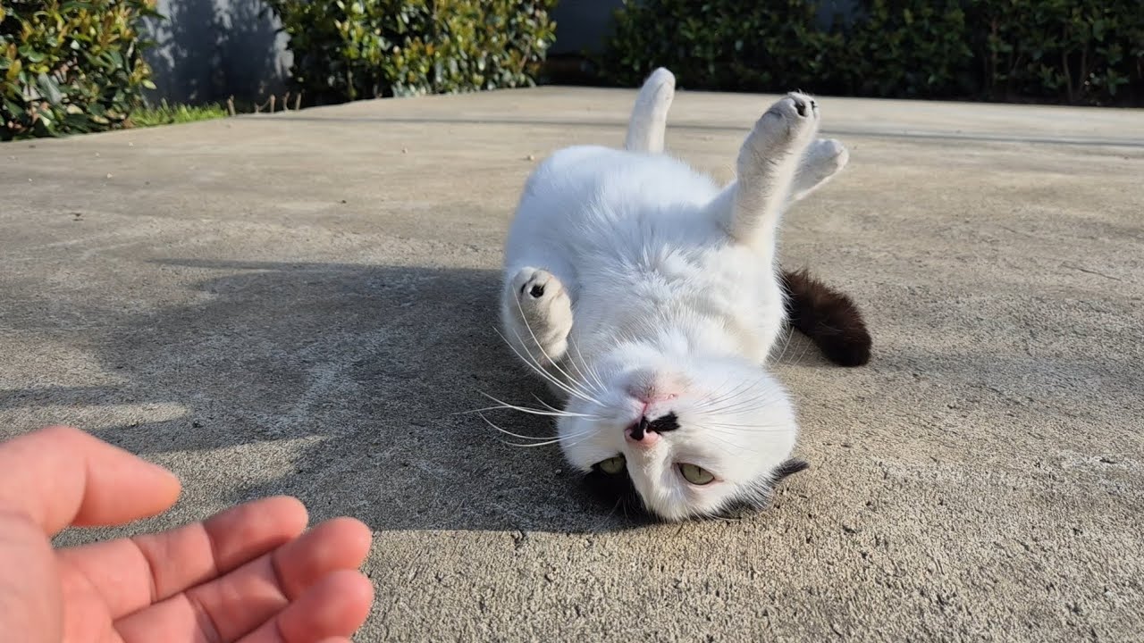 She’s incredibly cute… but bites me when I pet her too much!