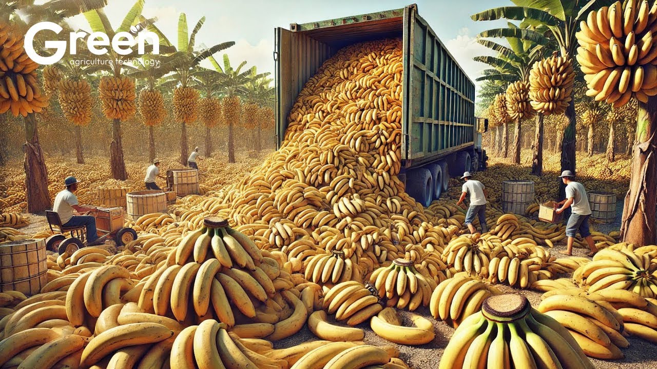 Bananas Mega Factory: Processing Millions of Bananas Using Modern Technology