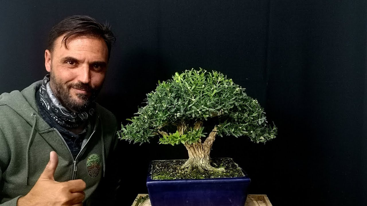 Una grata sorpresa... Buxus harlandi.