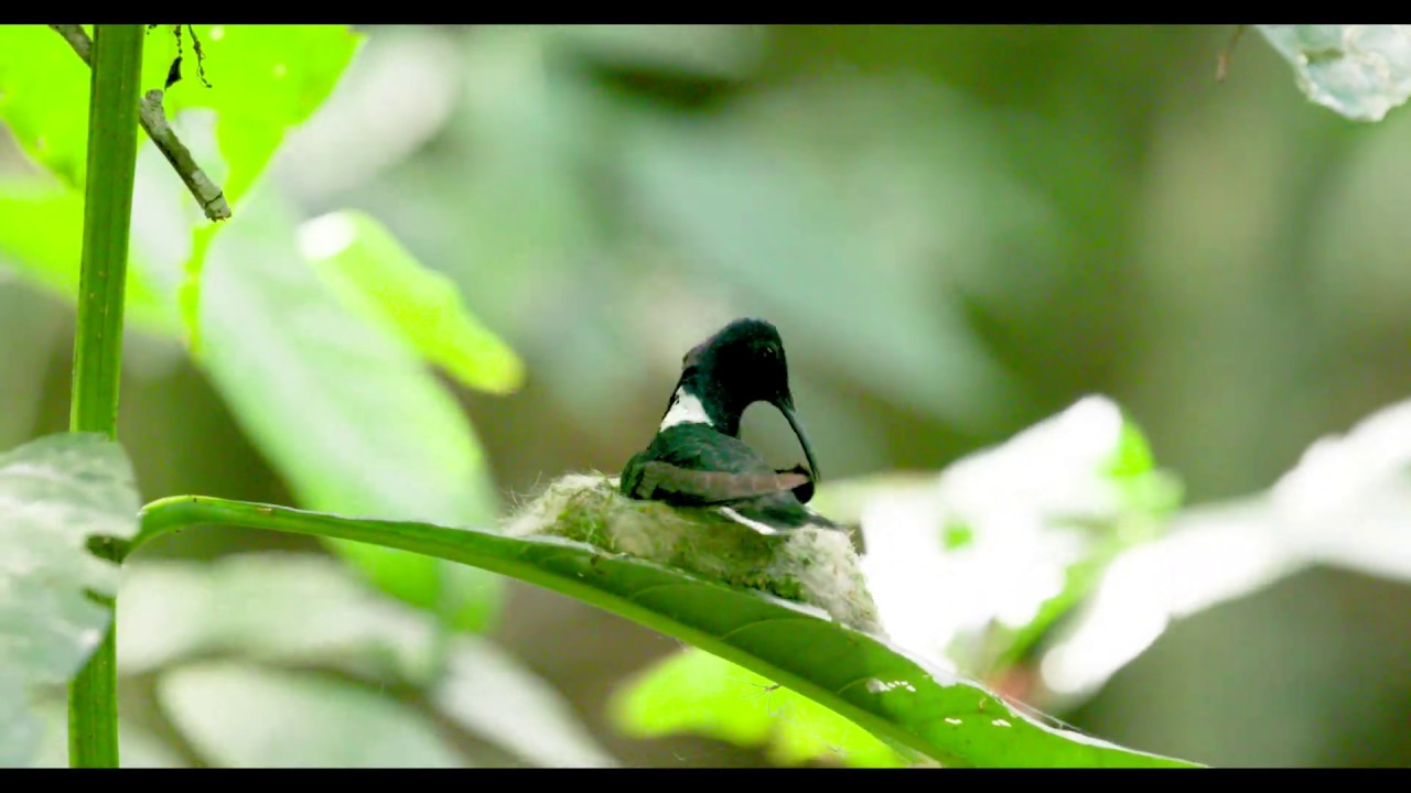 Male Jacobin Hummingbird Arriving and Departing Nest - Part II