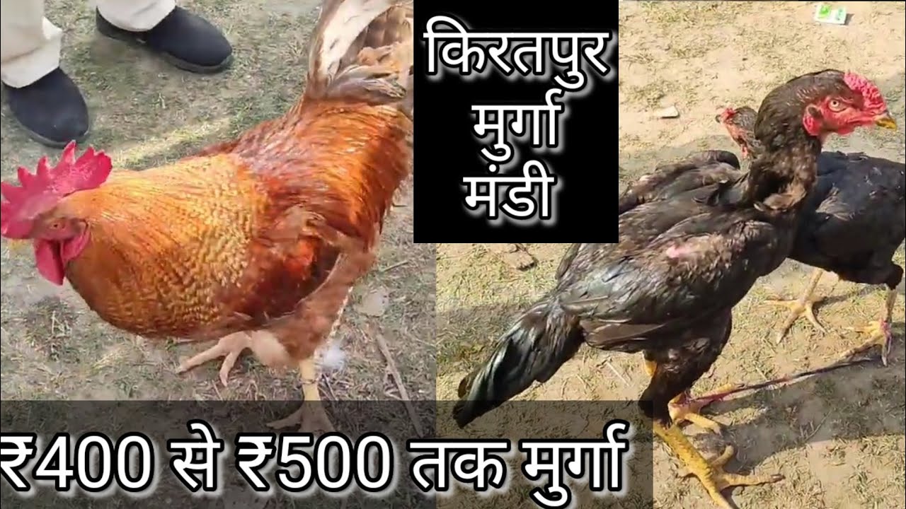 किरतपुर मुर्गा मंडी 5 February 2023