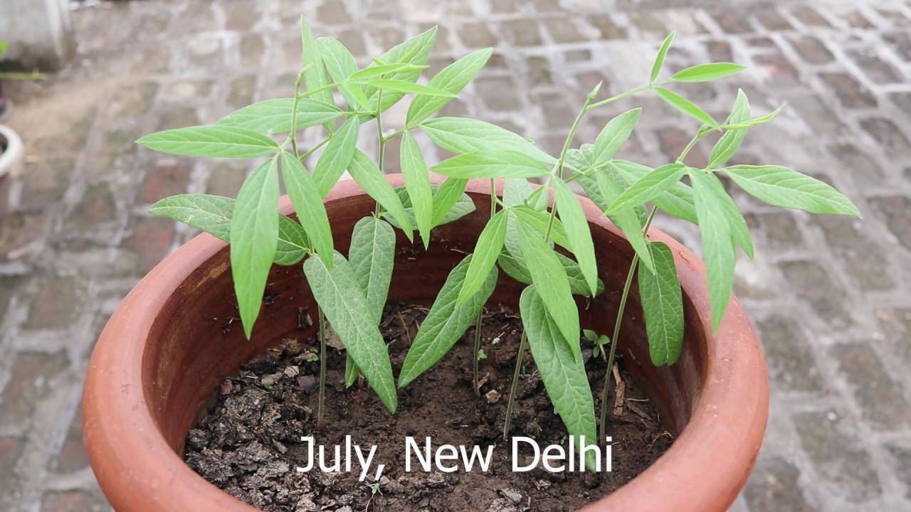 Pigeon Peas Planting On Terrace By Plants Vs Places #kitchengarden #urbangarden