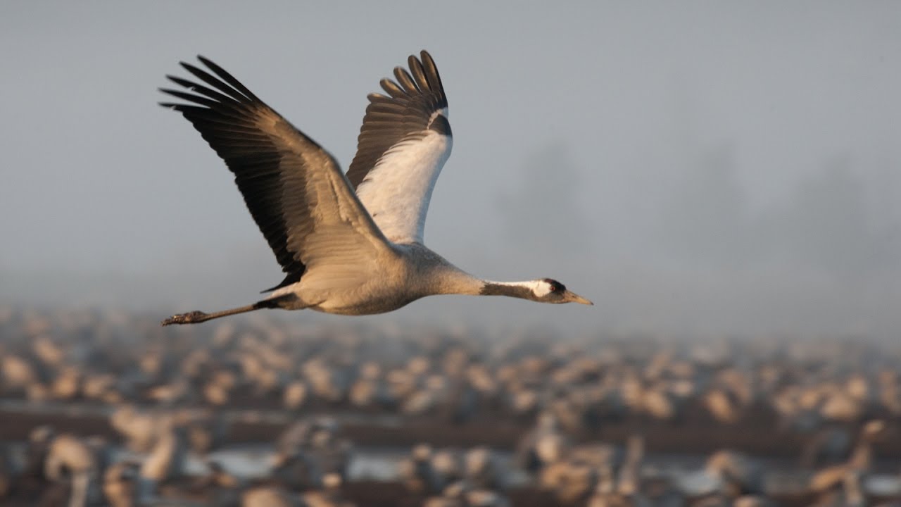 Quand et comment observer les grues cendrées