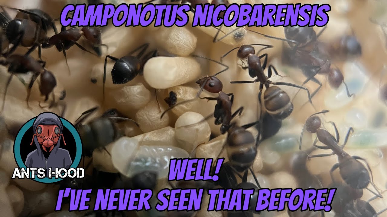 Camponotus Nicobarensis (Nicos), Well! I've never seen that before!