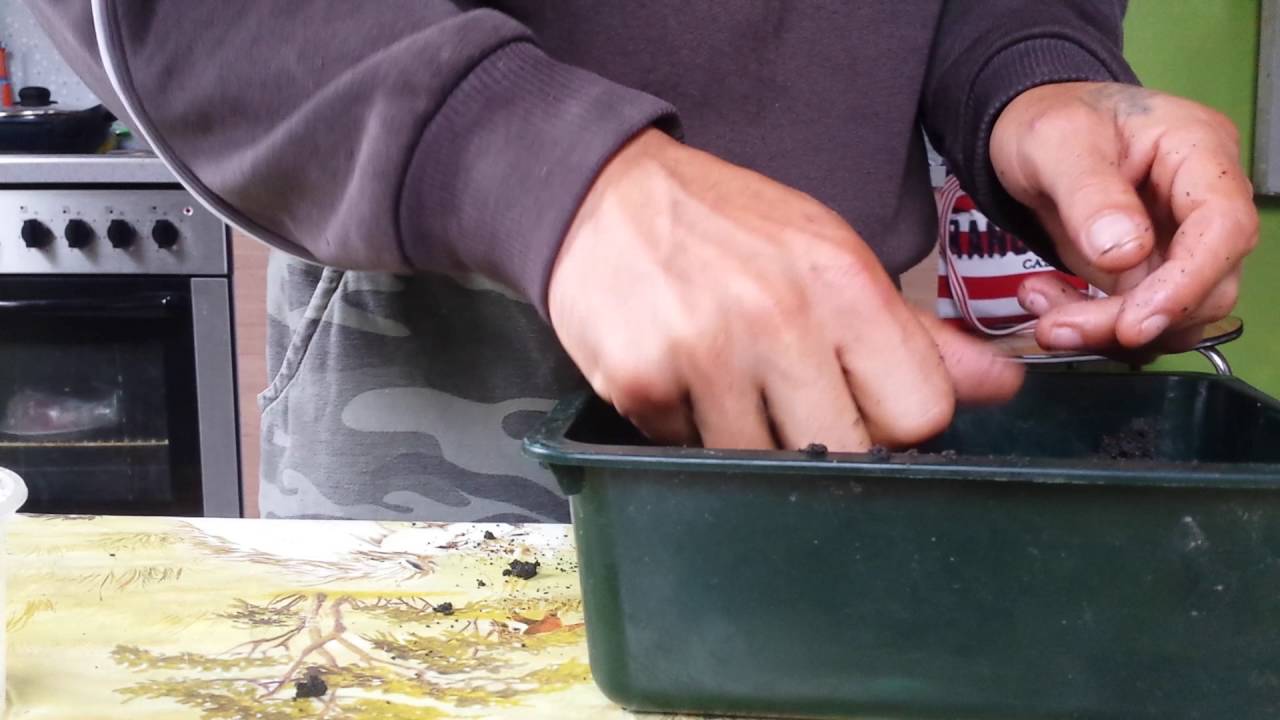 préparation d'une pâte a carpe