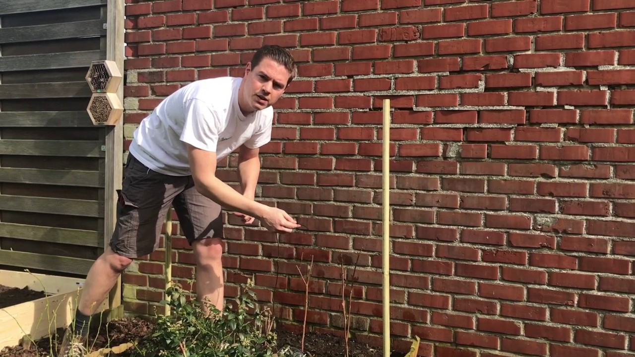 Frambozen planten en opbinden