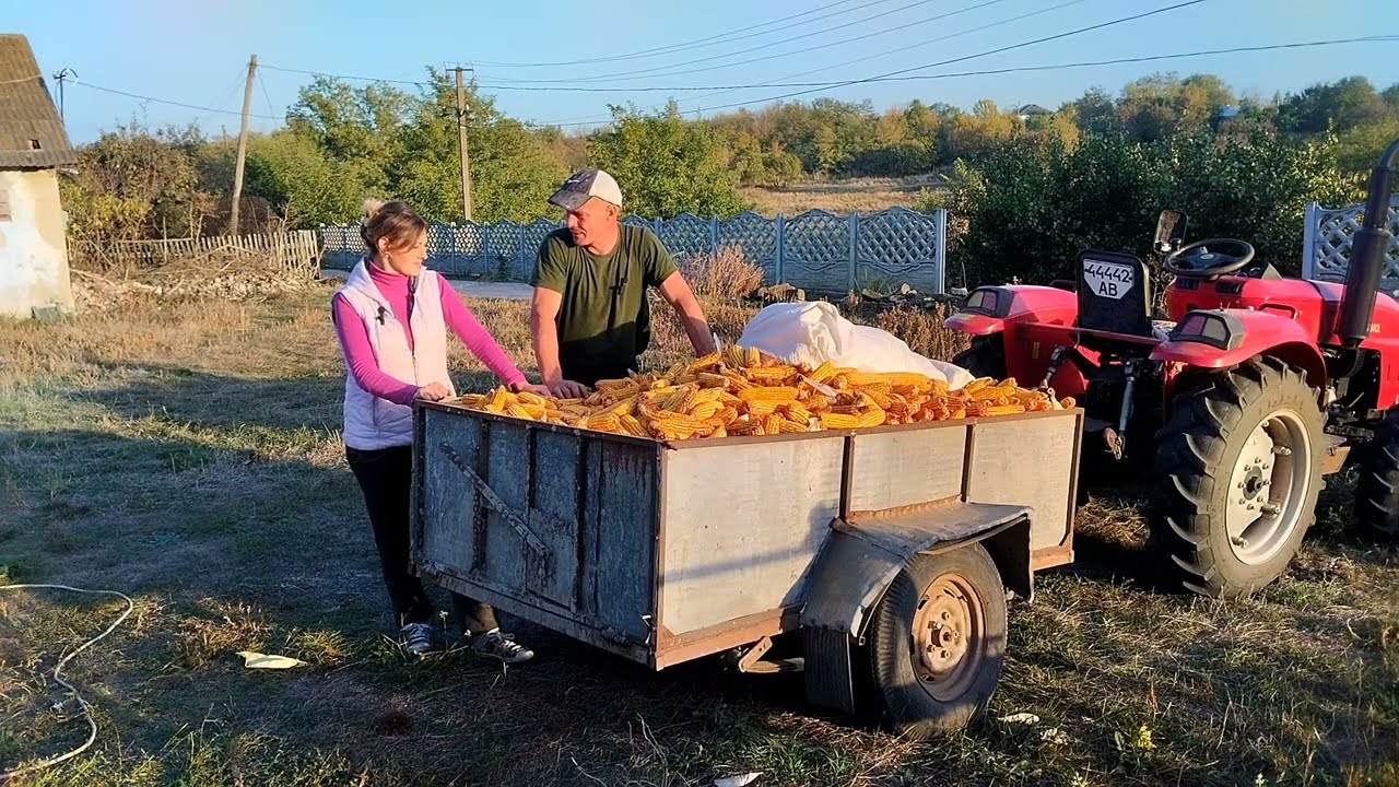 🤯 Найефективніша та найпростіша теребілка для кукурудзи своїми руками! Забутий город кукурудзи !