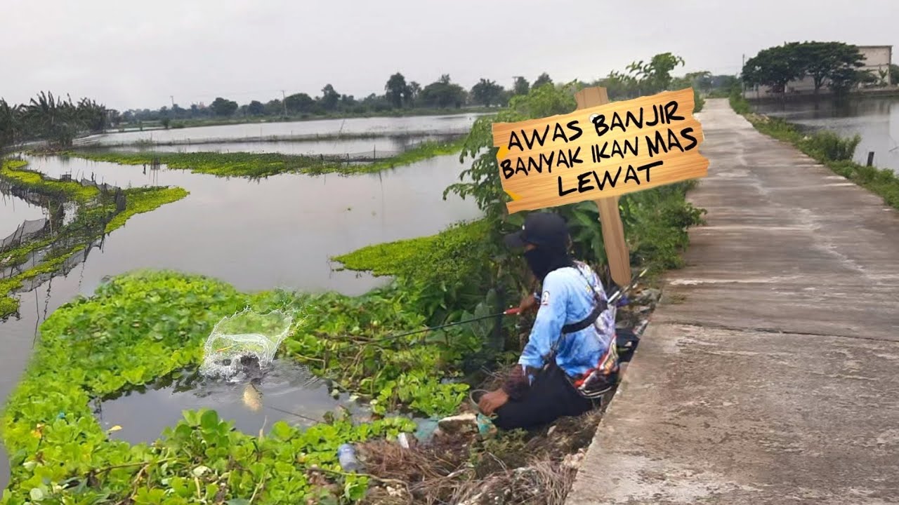 BANJIR KOLAM JEBOL.. Pemancing strike ikan mas bergantian