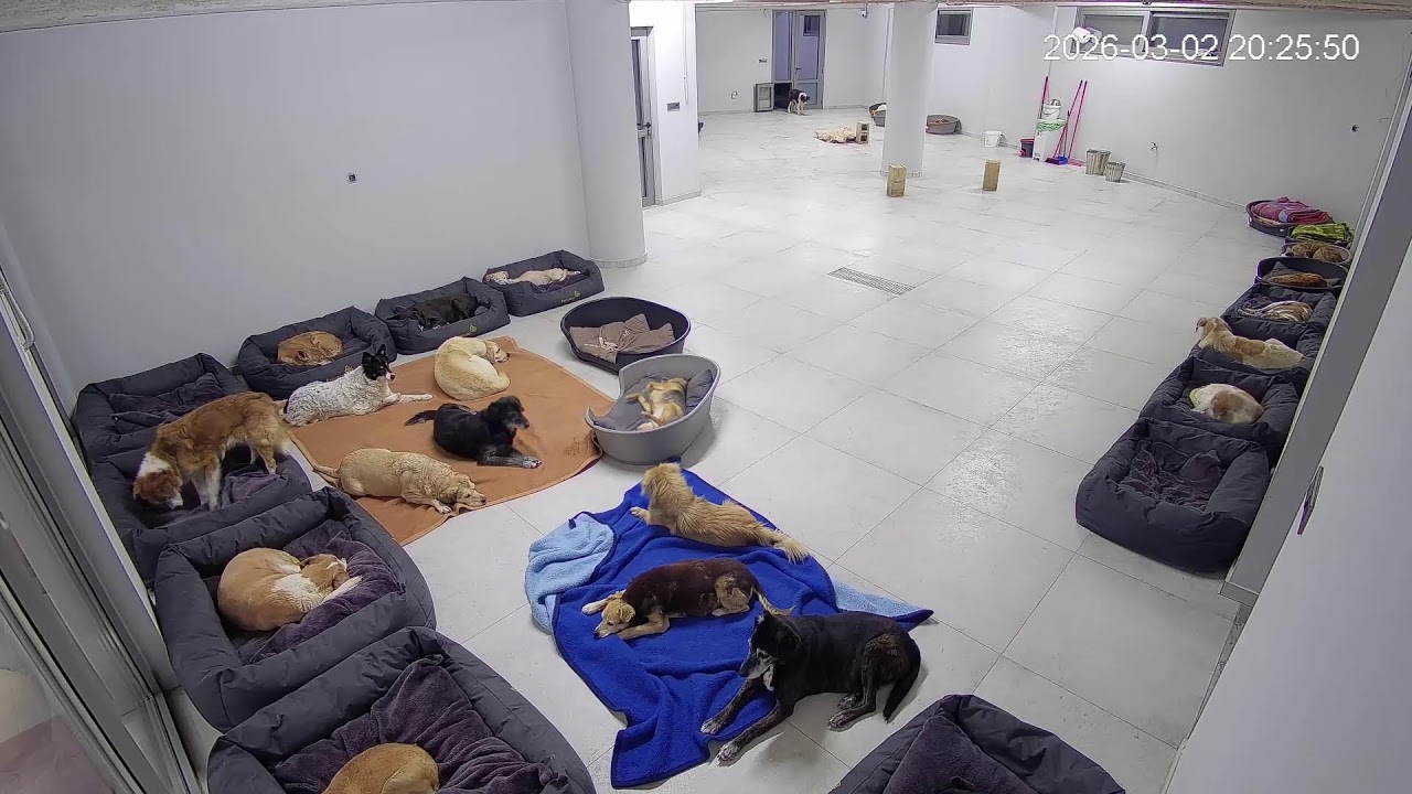 Live streaming from the shelter every evening at 20:00