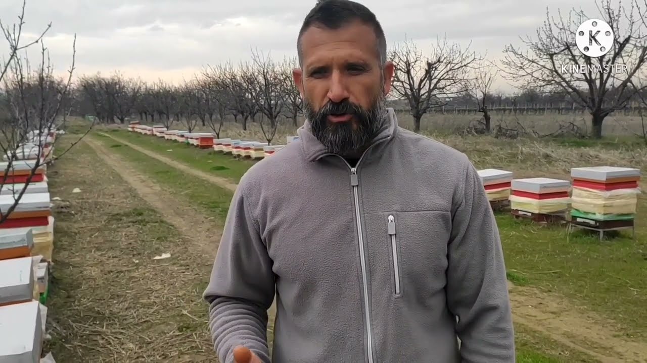 Третиране на пчелните семейства с оксалова киселина при наличие на пило в кошера, чрез сублемиране