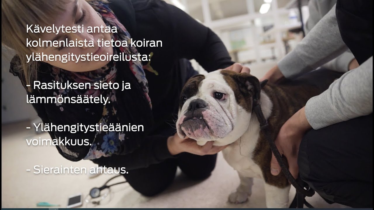 Kennelliiton kävelytesti lyhytkuonoisille roduille