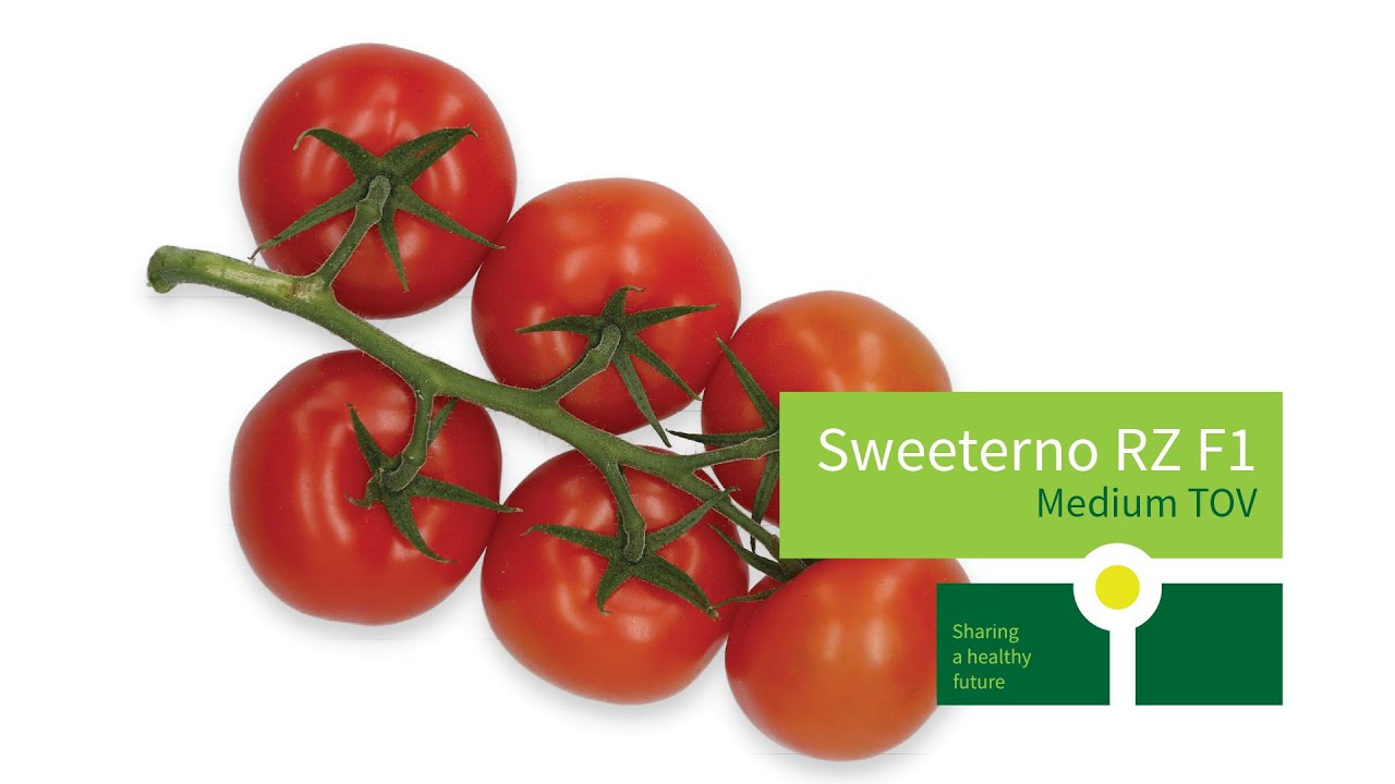 Sweeterno RZ F1 tomato variety
