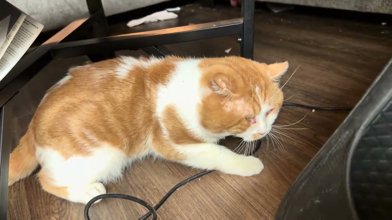 Nogoodboy