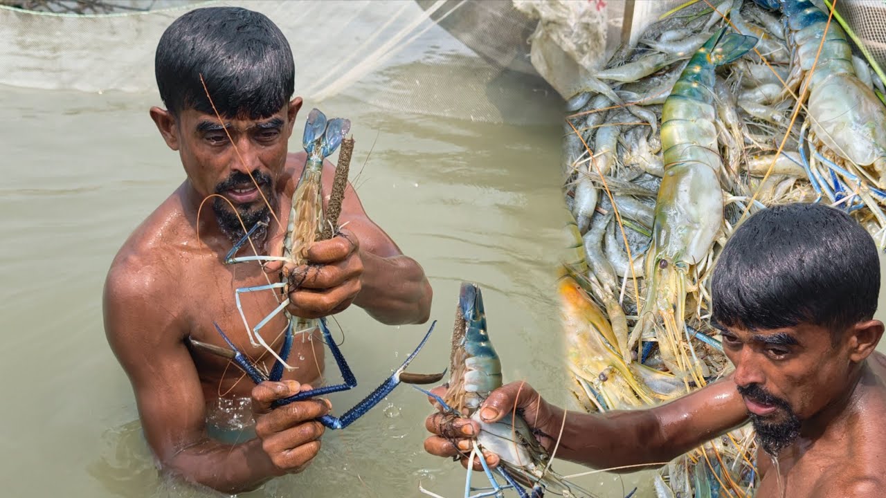 নদীতে গ্রেড গলদা চিংড়ি মাছ ধরা।। Biggest Shrimp fishing।। Mach dhora।। চিংড়ি মাছ।। fishing।। fish